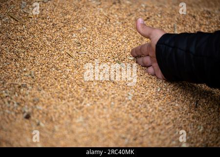 la mano di un agricoltore raccoglie i cereali in un mucchio di grani di grano che si essiccano presso il magazzino del mulino o l'elevatore del grano. Il principale gruppo di materie prime nei mercati alimentari Foto Stock