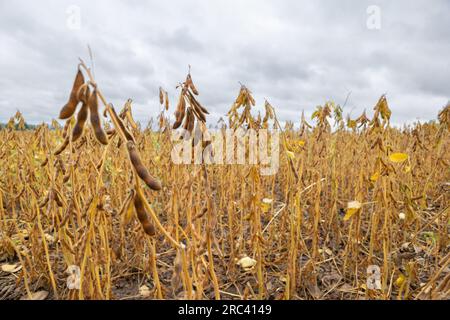 Un campo coltivato con semi di soia. La cultura è quasi matura, i baccelli abbondano sui fusti. Da qualche parte nella regione di Leopoli, nella parte occidentale dell'Ucraina. Foto Stock