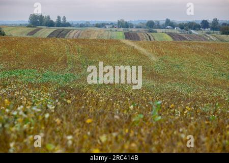 Un campo coltivato con semi di soia. La cultura è quasi matura, i baccelli abbondano sui fusti. Da qualche parte nella regione di Leopoli, nella parte occidentale dell'Ucraina. Foto Stock