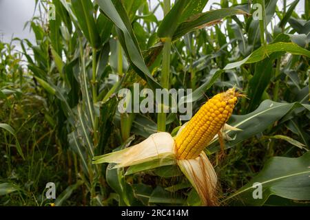 Un campo agricolo seminato con mais. La cultura crebbe bene durante l'estate, fiorì e formò delle pannocchie. Una pannocchia aperta in primo piano. All'inizio dell'autunno tra Foto Stock