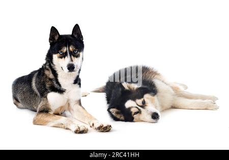 Giovani Huskies siberiani di fronte a sfondo bianco Foto Stock