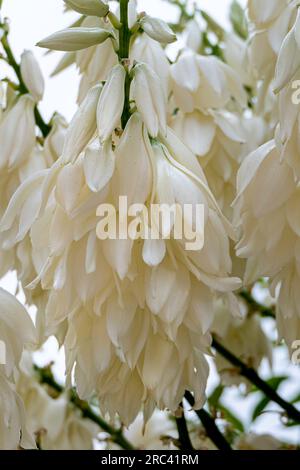 La pioggia cade con la sabbia sui fiori bianchi di Yucca Rostrata o Yucca dal becco ravvicinato Foto Stock