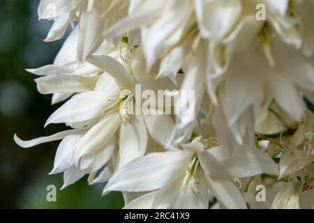 La pioggia cade con la sabbia sui fiori bianchi di Yucca Rostrata o Yucca dal becco ravvicinato Foto Stock