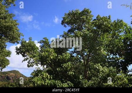 Mancinella (Hippomane mancinella) specie nei Caraibi. Albero tossico pericoloso. Tutte le parti dell'albero sono velenose o tossiche. Foto Stock