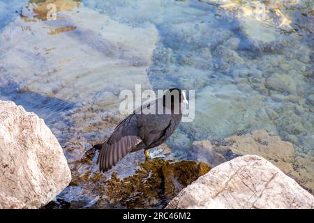 Baby American coot in piedi sulle rocce vicino alle acque del lago di Ginevra nel porto di Ginevra. Foto Stock