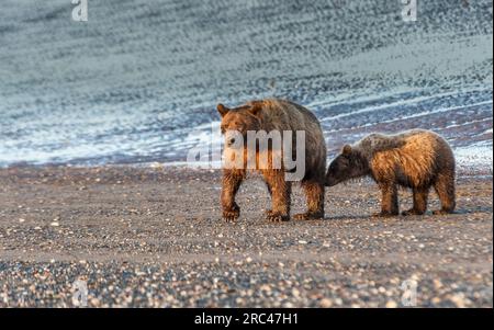 Alaska Brown o Grizzly Bears nel Lake Clark National Park, Alaska. Foto Stock