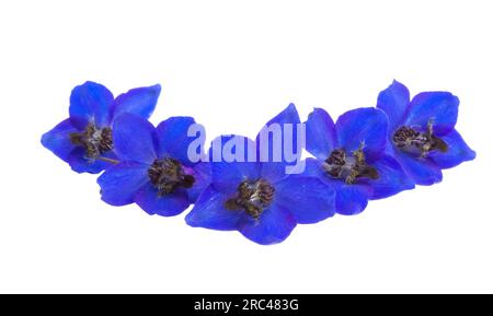 fiore di delfinio blu isolato su sfondo bianco Foto Stock