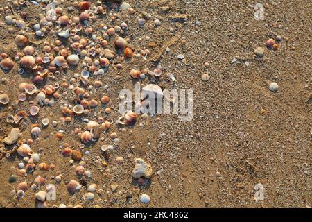 Spiaggia con sfondo sabbioso con spazio per fotocopie. Conchiglie su una spiaggia di Haifa, Israele. Foto Stock