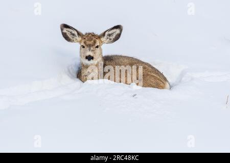 Muli cervi nel parco nazionale di Yellowstone in inverno. Foto Stock