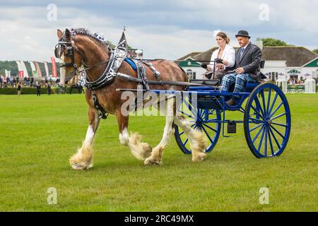 Great Yorkshire Show, Harrogate, Regno Unito. Martedì 11, 2023. Uomo e donna che guidano un singolo carrello blu a due ruote nella classe Heavy Horse single, GRE Foto Stock