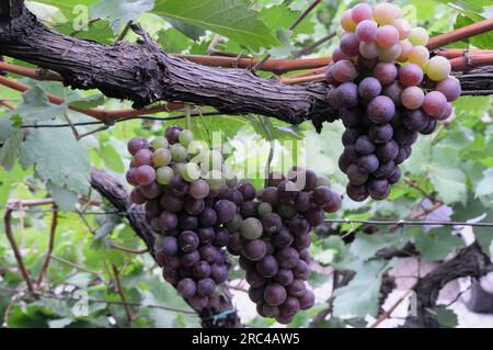 Italia, Trentino alto Adige, strada del vino, uve sulla vite, Caldaro. Strada di vino Foto Stock