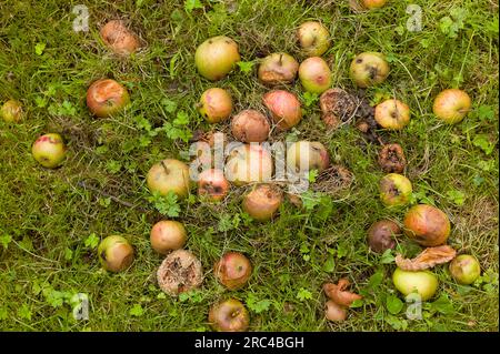 Inghilterra, East Sussex, miscela di Pippin di Cox's Orange e mele Russet che marciscono sul terreno. Agricoltura Foto Stock