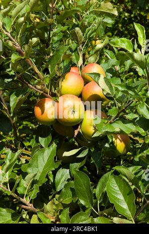 Inghilterra, East Sussex, Cox's Orange Pippin mele che crescono sull'albero. Agricoltura Foto Stock