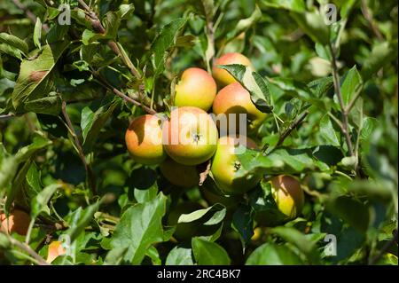 Inghilterra, East Sussex, Cox's Orange Pippin mele che crescono sull'albero. Agricoltura Foto Stock