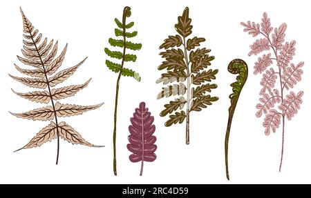 Set di funghi decorativi e erbe. Illustrazione disegnata a mano, isolata. Foto Stock