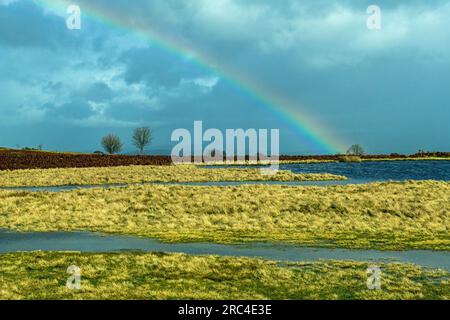 Un mezzo arcobaleno a Mynydd Illtyd Common nel Brecon Beacons National Park con erba e uno stagno in primo piano Foto Stock