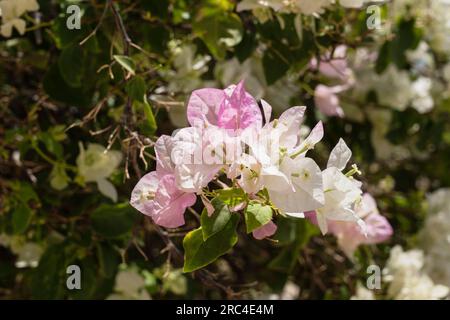 Palestine, Qumram National Park, Bougainvillea specie fiori in fiore nel Qumram National Park nel territorio occupato della Cisgiordania. Foto Stock