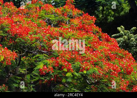 Piante, alberi, fiori, un albero di fiamma, Flamboyant, o l'albero reale di Poinciana, regione di Delonix, in fiore nella Repubblica Dominicana. Foto Stock