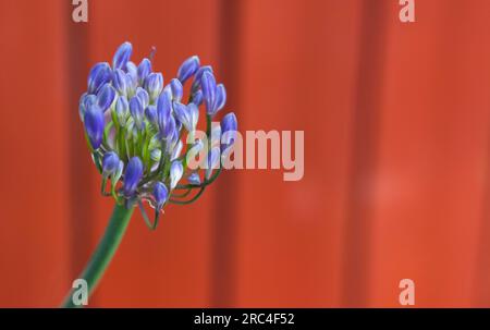 Flora, Fiori, Agapanthus di colore blu che cresce all'aperto in giardino. Foto Stock