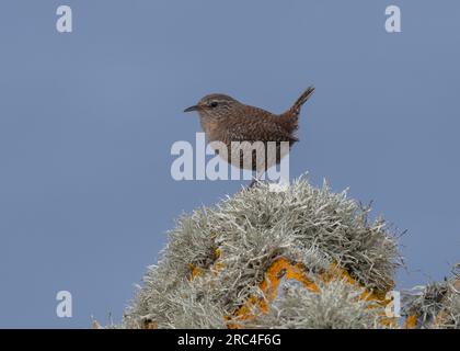 Wren (Troglodytes troglodytes), seduto sulla roccia coperta da licheni, Sumburgh, Shetland Foto Stock