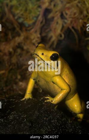 Primo piano verticale su un vertrebrato più velenoso del vertrebrato, il colorato dardo velenoso dorato, Dendrobates o Phyllobates terribilis Foto Stock