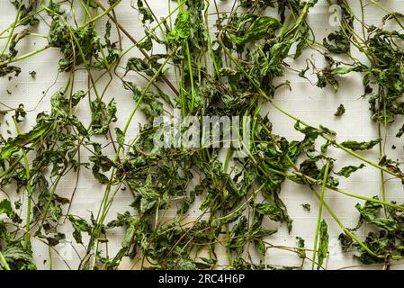 Preparazione di foglie di menta secche su un panno, asciugatura delle foglie di menta, menta secca Foto Stock