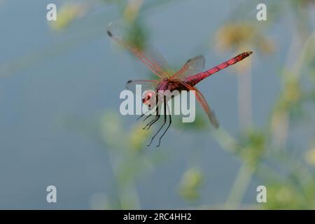 Maschio Violet Dropwing (Trithemis annulata) volare Foto Stock