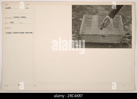 I soldati della Signal Corps Pigeon Section ricevono simboli, un metodo di comunicazione, durante la prima guerra mondiale nel 1919. Foto Stock