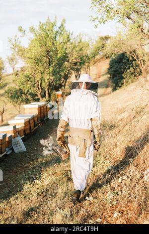 Vista posteriore di un inriconoscibile apicoltore maschile in uniforme protettiva e cappello che cammina e utilizza un fumatore mentre controlli le api nell'apiario in campagna Foto Stock