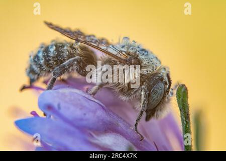 Primo piano della piccola ape che raccoglie polline su un fiore viola brillante su sfondo giallo in natura con piante verdi durante la stagione della fioritura Foto Stock