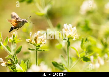 Vista laterale della falena dei colibrì che si libra in aria mentre si nutrono di nettare di fiori nei campi Foto Stock