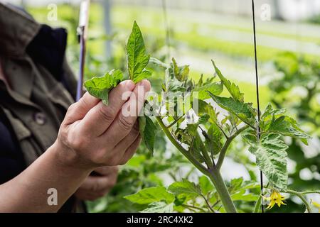 Coltivare una donna contadina matura irriconoscibile che tocca foglie fresche di piante verdi durante il lavoro in serra Foto Stock