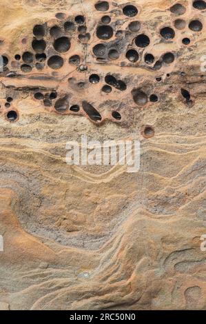 Primo piano di buchi poco profondi formati da noiose vongole e arenaria maleodorata sulla spiaggia dell'Olympic National Park nella costa di Washington Foto Stock