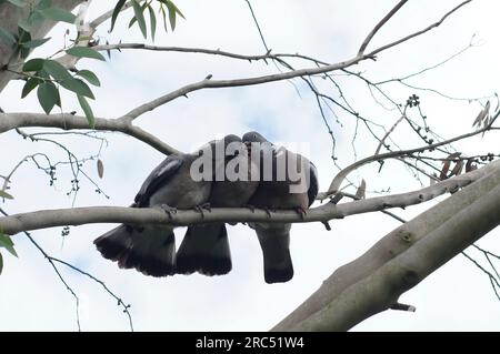 Primo piano naturale su un piccione di legno comune adulto Columba palumbus che dà da mangiare al suo giovane bianco seduto su un ramoscello Foto Stock