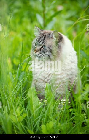 Neva Masquerade gatto domestico siberiano seduto in erba all'aperto Foto Stock