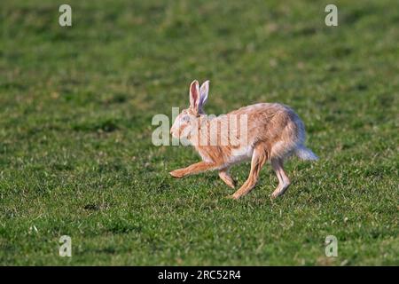 Lepre marrone europea (Lepus europaeus) colore biondo morph correre / fuggire attraverso prati / prati in primavera Foto Stock