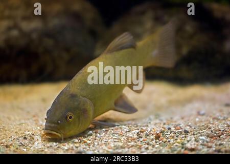 Tinca / pesce medico (Tinca tinca / Tinca aurea), salmastra e pesce d'acqua dolce nativo di tutta l'Eurasia Foto Stock