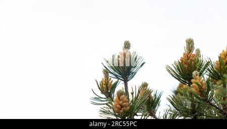 Giovani coni su un ramo di pino da vicino contro il cielo Foto Stock