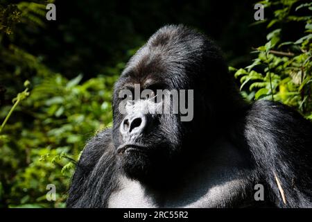 Sembra un po' irritabile ora Foto Stock