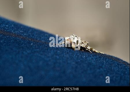 Macrofotografia di un insetto marrone multicolore, una falena appaiata su un capo in denim blu, messa a fuoco selettiva. Foto Stock