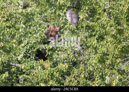 L'orso marsicano si nutre di ciliegio sopra l'albero. Foto Stock