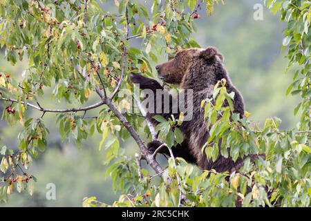 L'orso marsicano si nutre di ciliegio sopra l'albero. Foto Stock