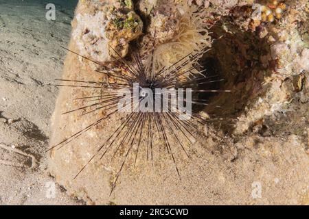 Ricci di mare nel Mare delle Filippine Foto Stock