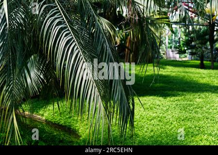 All'interno di una casa tropicale Foto Stock