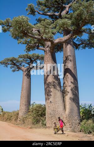 Vicolo di Baobabs, Madagascar Foto Stock