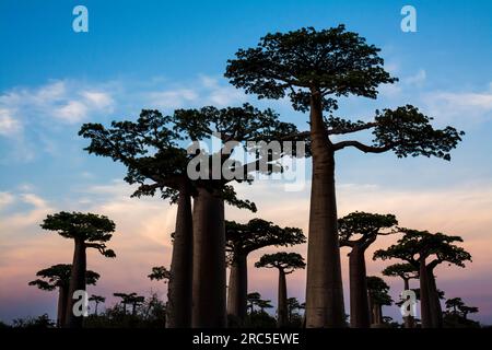 Vicolo di Baobabs, Madagascar Foto Stock