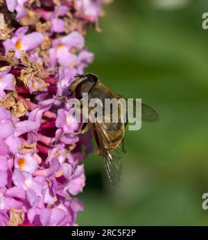 Myathropa florae Hoverfly True Flies raccolta Nectar da Pink Buddhleia Davidii Foto Stock