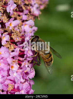 Myathropa Florae Hoverfly Foto Stock