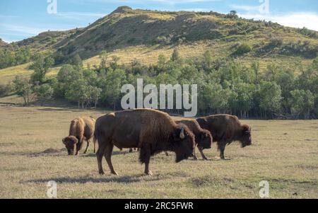 Bisonte americano sulla prateria | Theodore Roosevelt National Park, North Dakota, USA Foto Stock