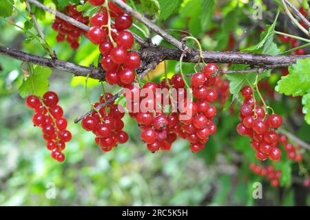 Sul ramo bush bacche sono maturi ribes rosso (Ribes rubrum) Foto Stock